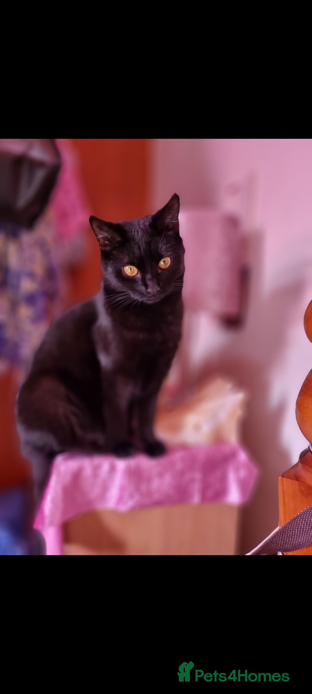 Domestic Shorthair cats for sale: 4 BLACK CATS FOR REHOME. - Advert 7