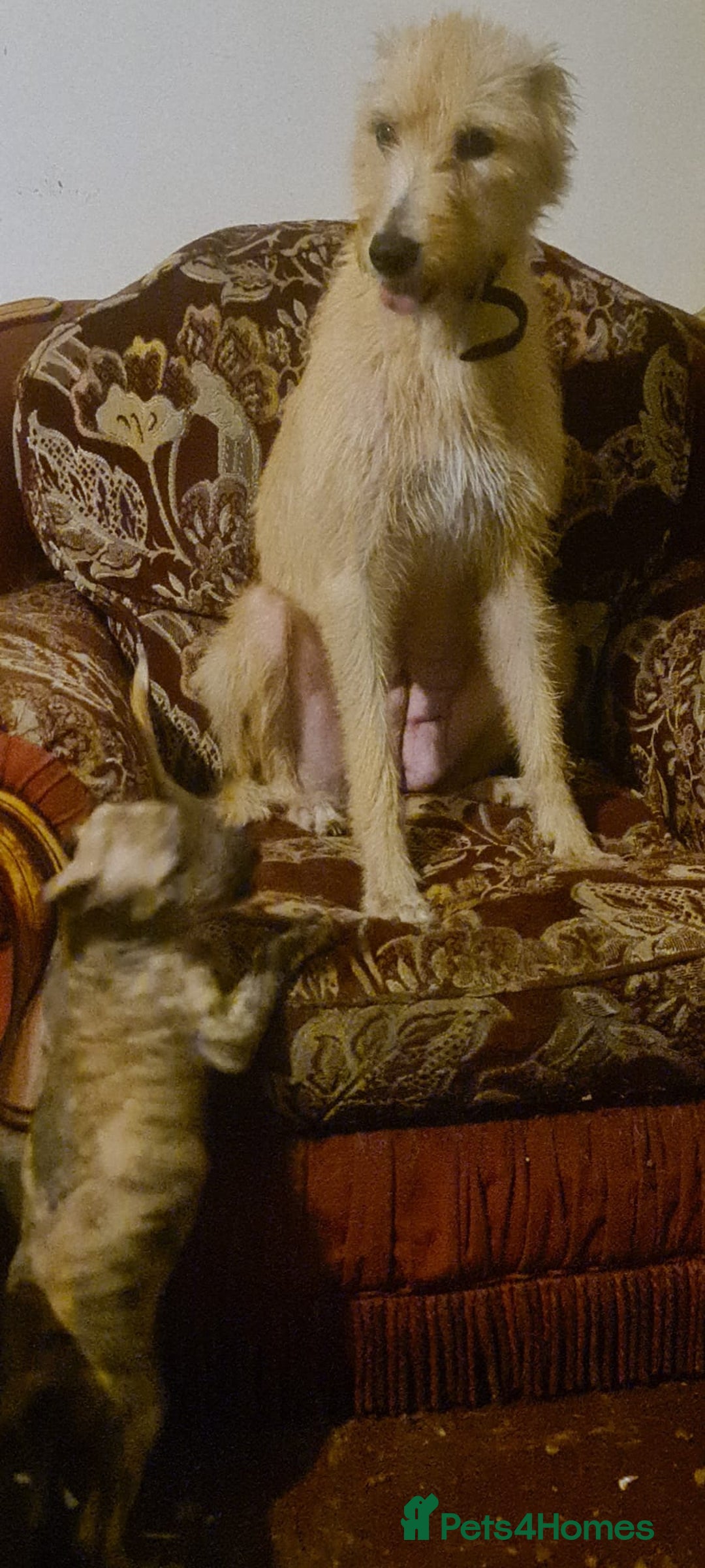 Lurcher dogs for sale: Brindle Lurcher Males ready now  - Advert 4