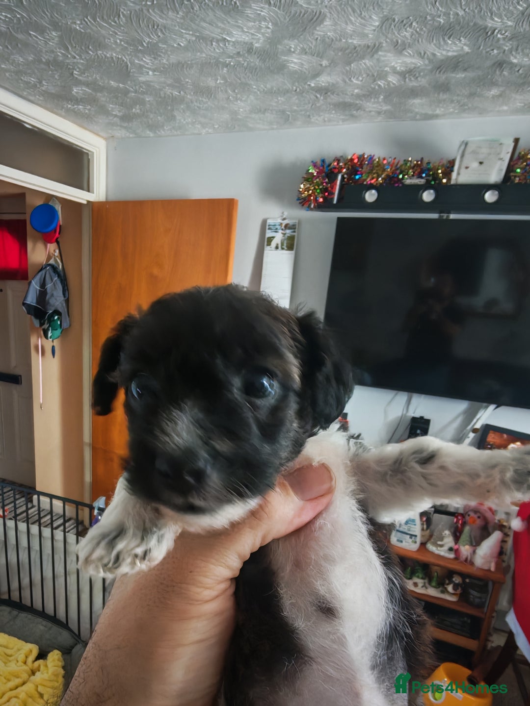 Mixed Breed dogs for sale: Beautiful Jackapoo puppies - Advert 13