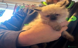 Ragdoll cats for sale: Ragdoll x kittens  - Advert 3
