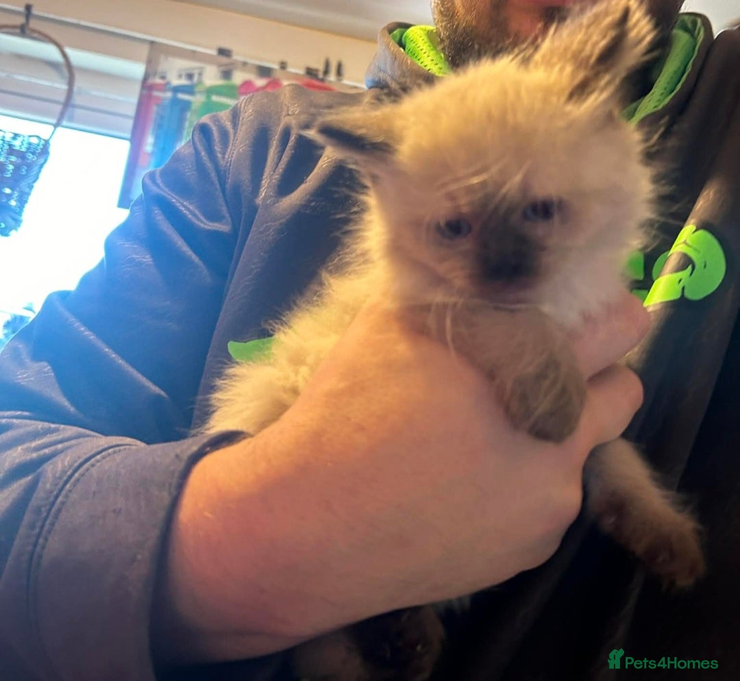 Ragdoll cats for sale: Ragdoll x kittens  - Advert 3