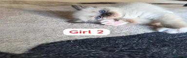 Ragdoll Kitten 6