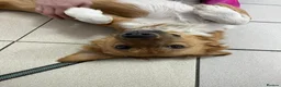 Mixed Breed dogs for adoption: ❤️🐶 KEIRA – THE PERFECT BALANCE OF FUN AND CUDDLE in Coatbridge - Advert 10