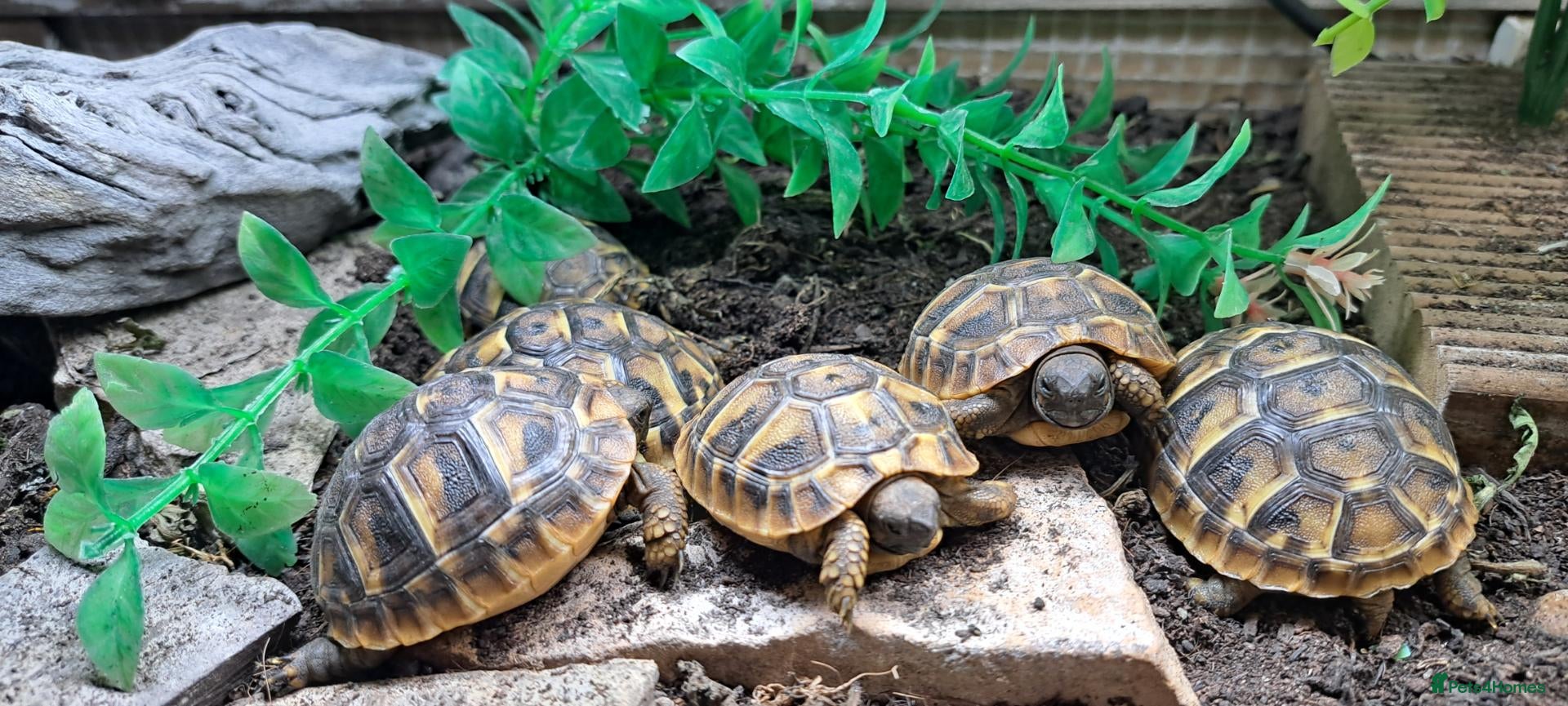 Tortoise reptiles 2026 Home Hatched Hermanns Tortoises For Sale - Advert 1