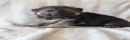 German Shepherd dogs for sale: KC Registered German Shepherd Puppies 🐾  - Advert 16