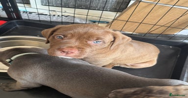 Mixed Breed dogs - Advert 7