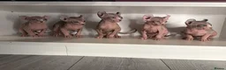 Sphynx cats for sale: Elf sphynx kittens in Runcorn - Advert 1