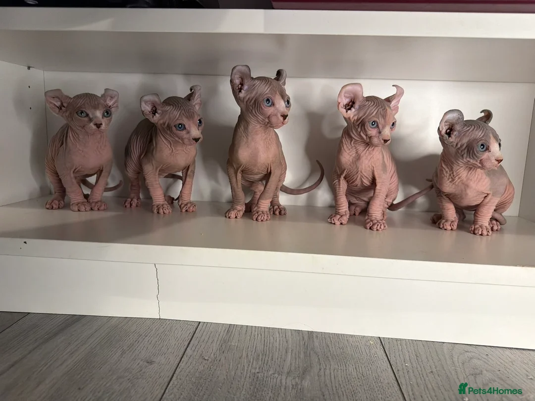 Sphynx cats for sale: Elf sphynx kittens in Runcorn - Advert 1
