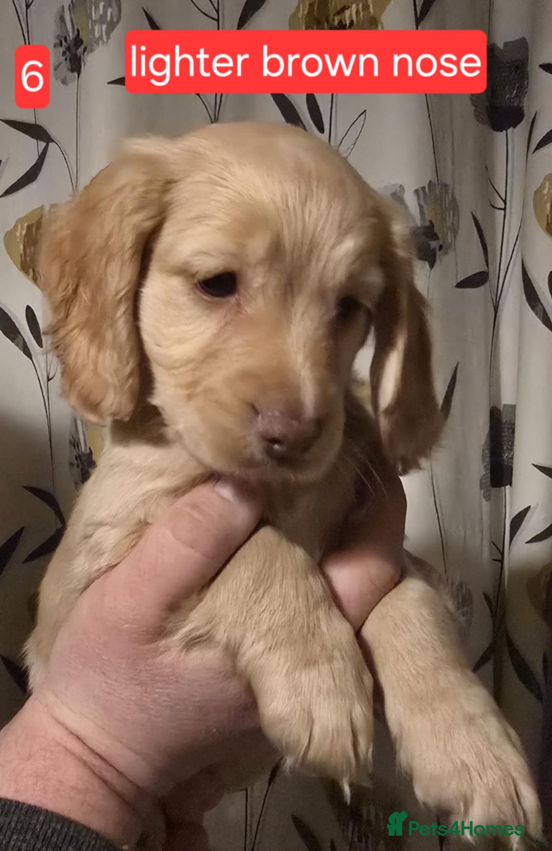 Cocker Spaniel dogs for sale: Cocker spaniel puppies  - Advert 7