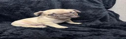French Bulldog dogs for sale: Beautiful French Bulldog puppies - Advert 5