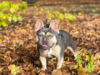 French Bulldog dogs PINK "N" MIX - Advert 12