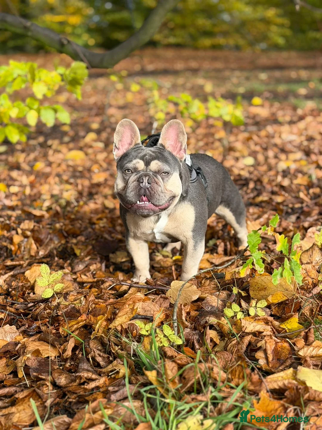 French Bulldog dogs for stud: PINK "N" MIX  - Advert 1