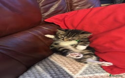 Mixed Breed cats for sale: Adorable kitten bsh mixed Bengal  - Image 2