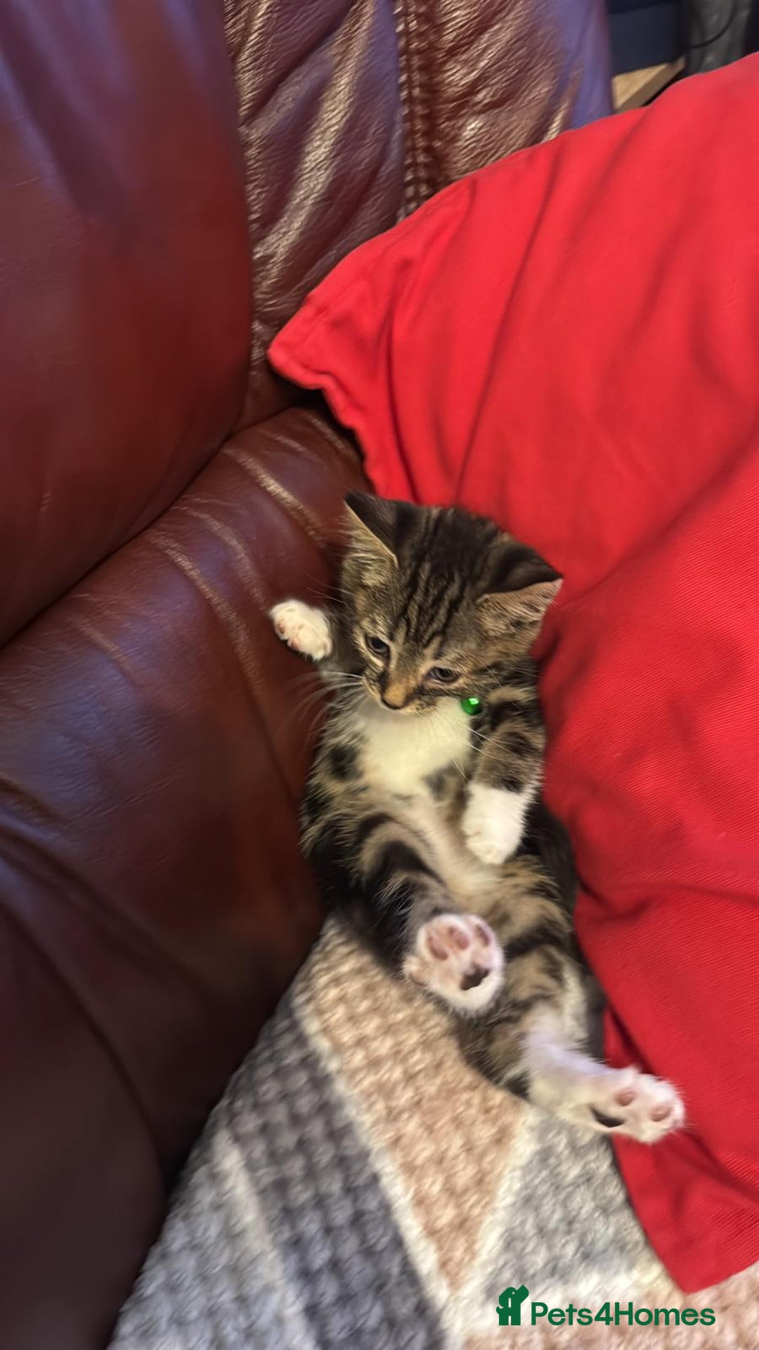 Mixed Breed cats for sale: Adorable kitten bsh mixed Bengal  - Image 2