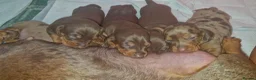 Dachshund dogs for sale: Beautiful minature Dachshund  - Advert 3