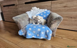 Maltese dogs for sale: KC Korean Maltese Terrier Puppies - Image 12