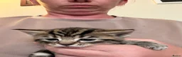 Mixed Breed cats for sale: Tabby kittens for sale  in Wakefield - Advert 7