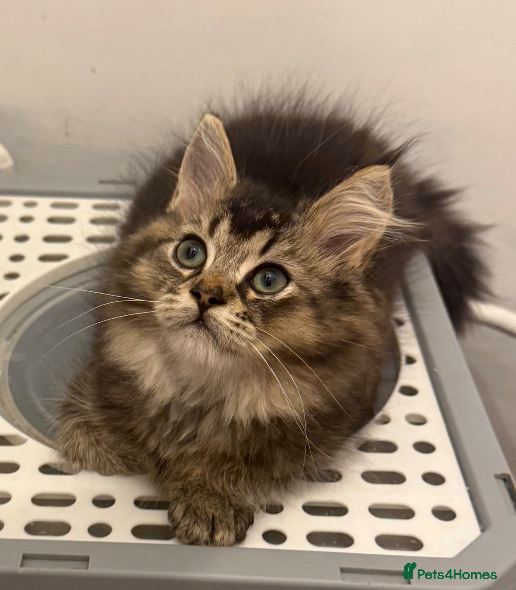 Maine Coon cats 1 British Longhair X Mainecoon 🩶 Male  - Advert 15