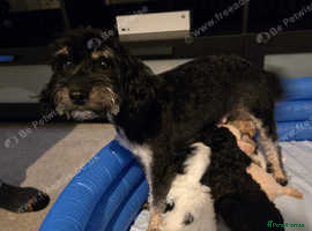 Cockapoo dogs for sale: Beautiful cockapoos for sale ready mid December - Advert 1