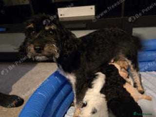 Cockapoo dogs Beautiful cockapoos for sale ready mid December - Advert 2