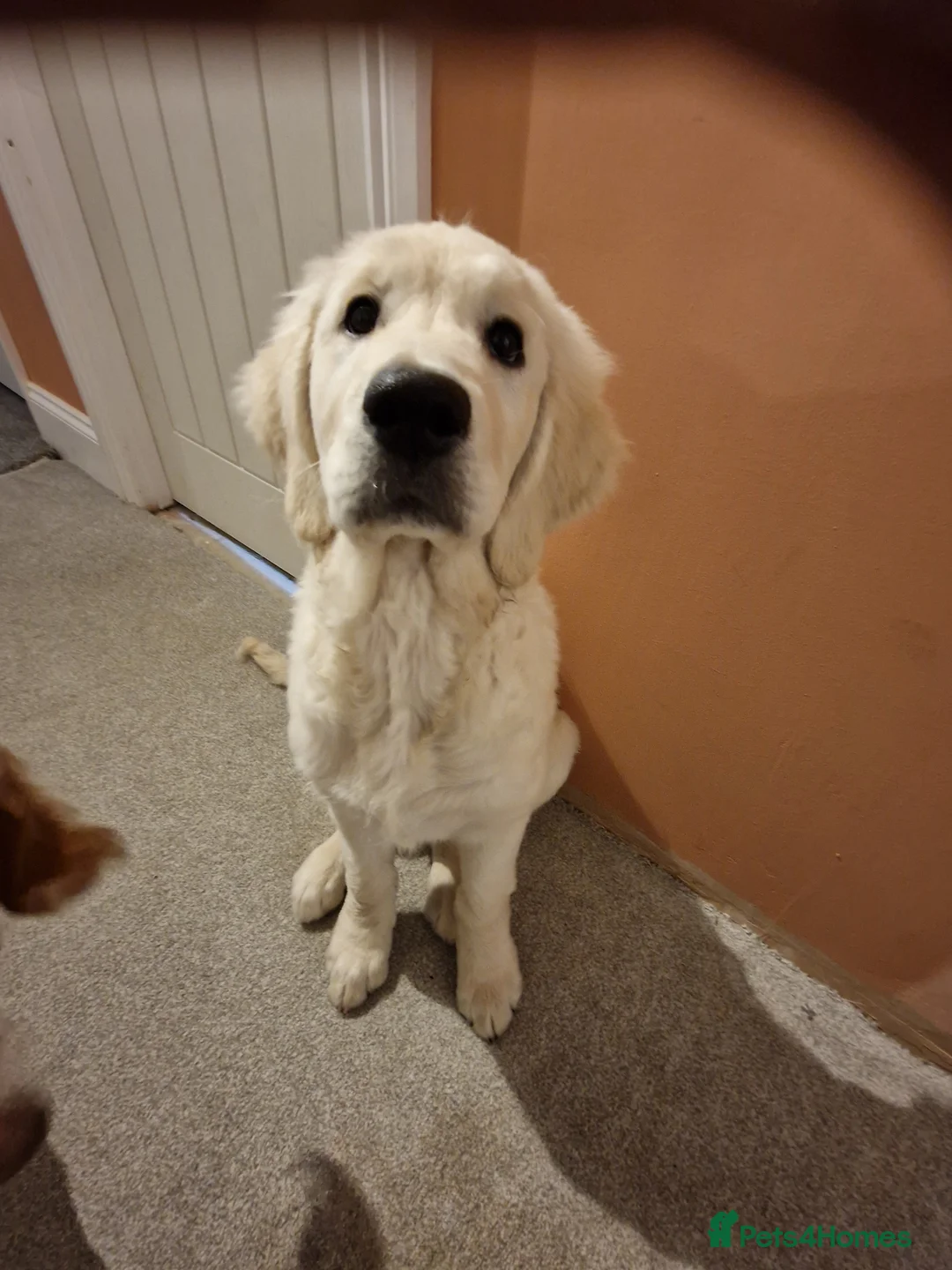 Goldendoodle dogs for sale: PEACHES 1 Year old Goldendoodle - Advert 7