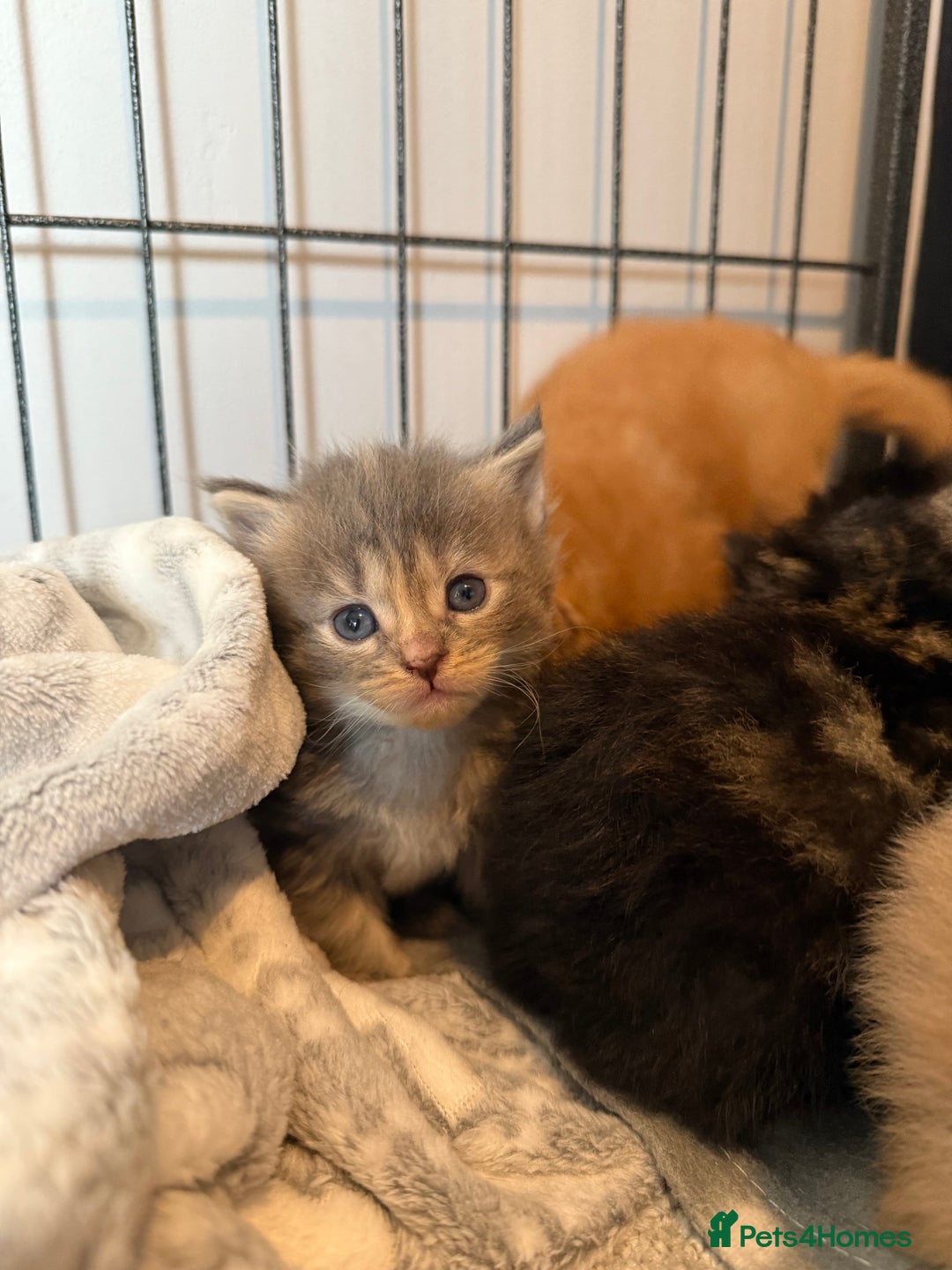 Mixed Breed cats for sale: Mainecoon X kittens - Advert 7