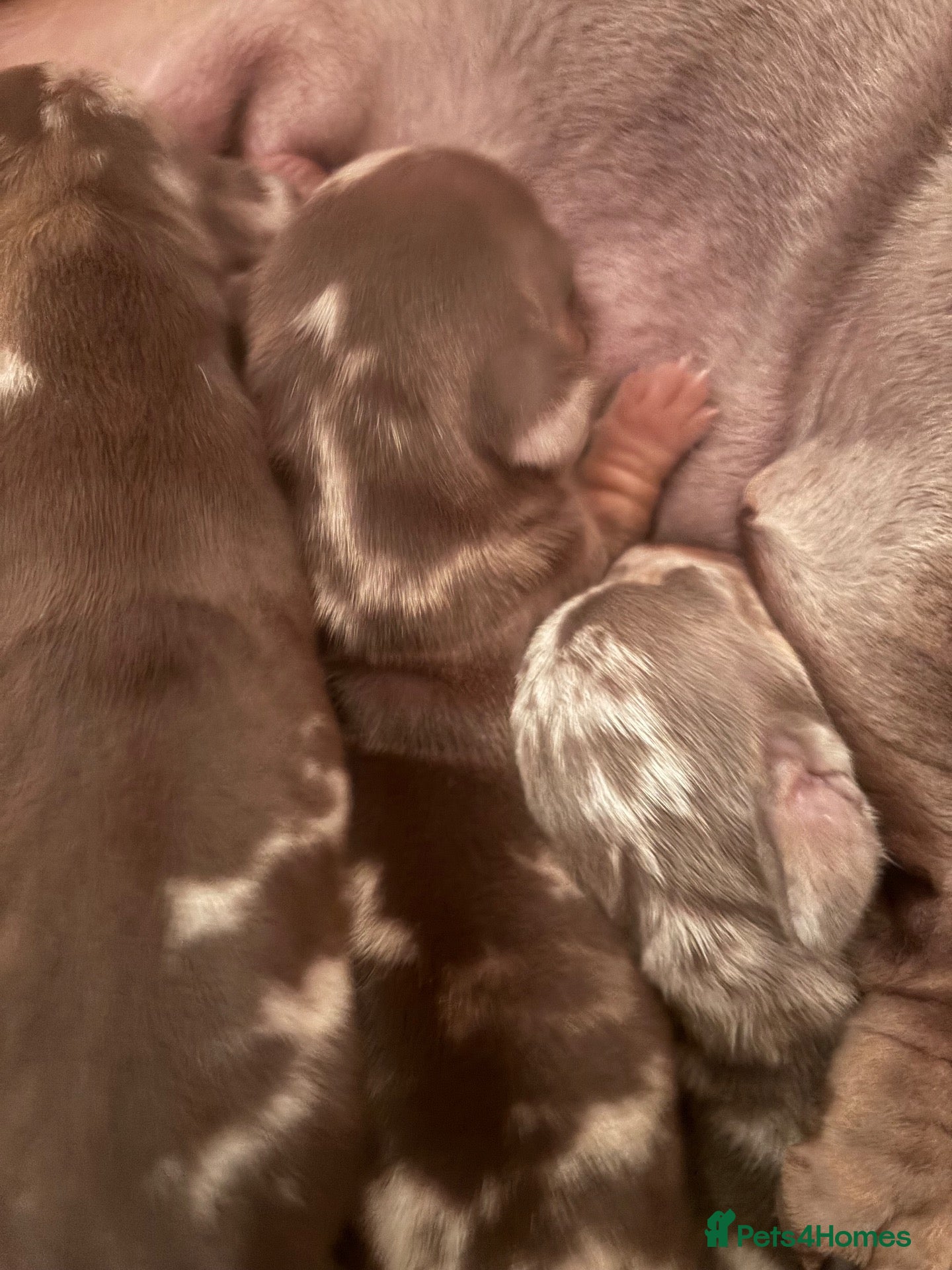 Dachshund dogs for sale: 2 Isabella dapple 2 caramel dapple  - Advert 9