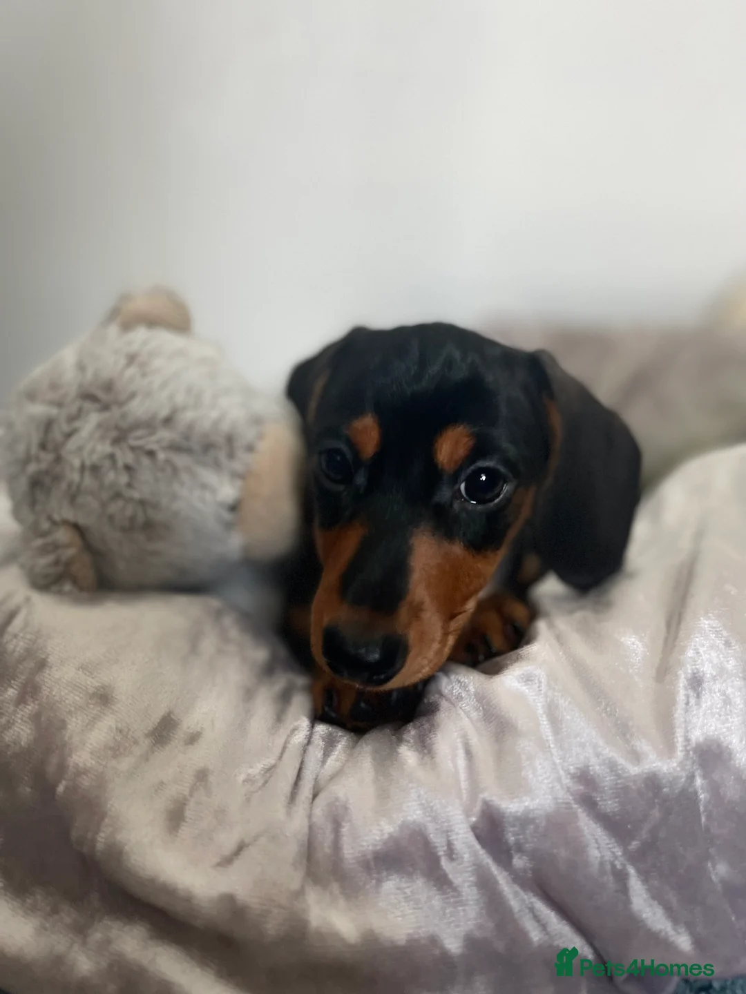 Miniature Dachshund dogs for sale: Mr Max - Advert 4