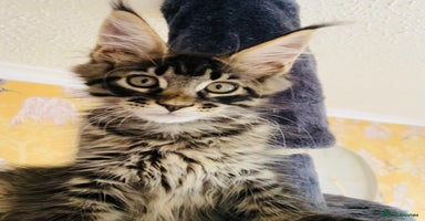 Maine Coon cats in Banbury - Advert 16