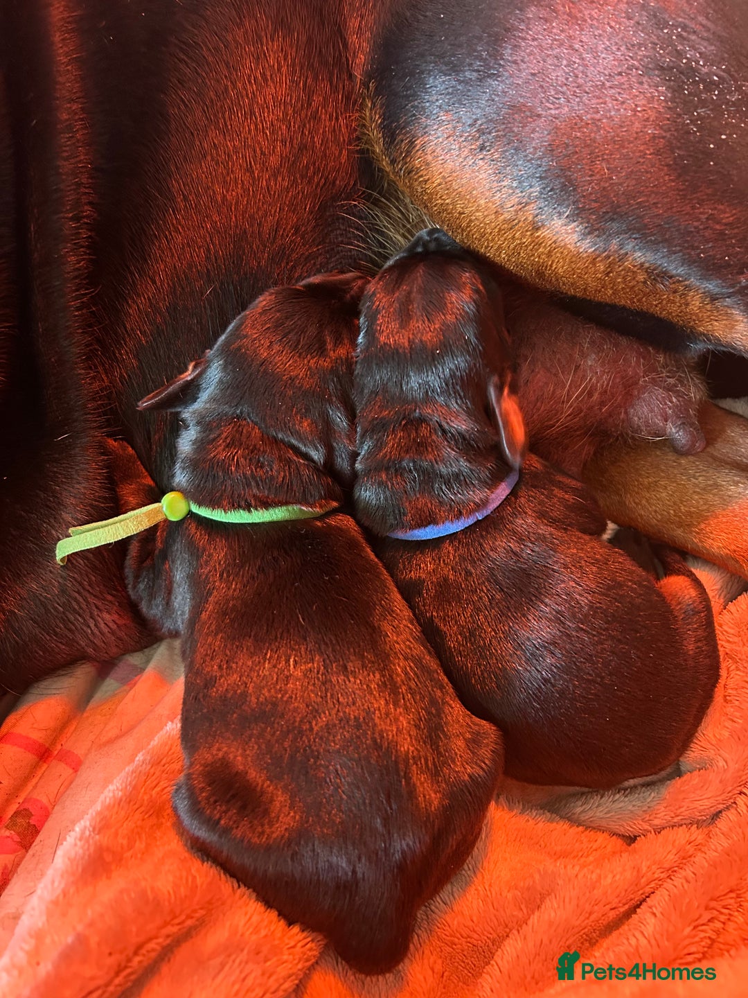 Dobermann dogs for sale: 2 gorgeous boys ready for new forever homes - Image 6
