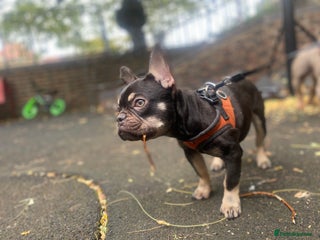 French Bulldog dogs 7 month old puppy - Advert 4