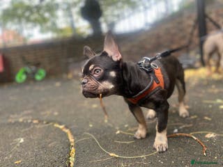 French Bulldog dogs 7 month old puppy - Advert 2