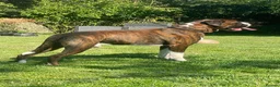 Boxer dogs for stud: Health tested proven boy for stud - Advert 5