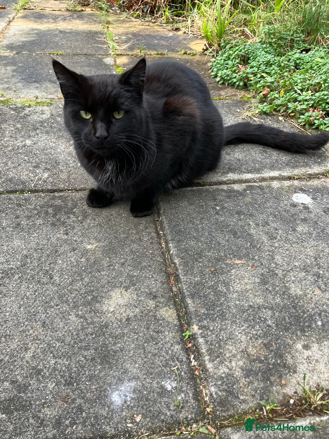 Mixed Breed cats for sale: Maine Coon Cross - Advert 6