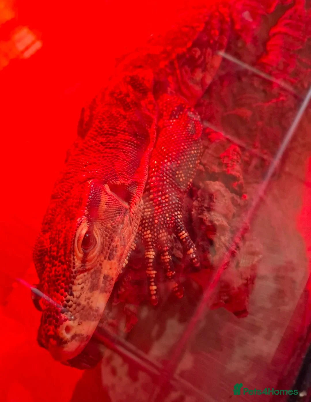Monitor reptiles for sale: Male Asian Water Monitor  - Advert 2