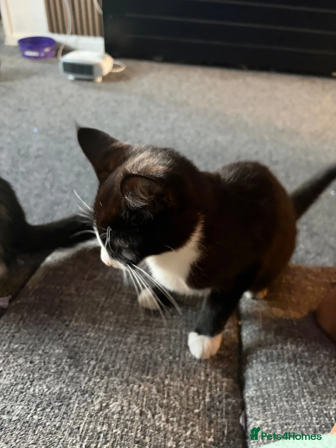 Mixed Breed cats for sale: Kitten - Advert 1