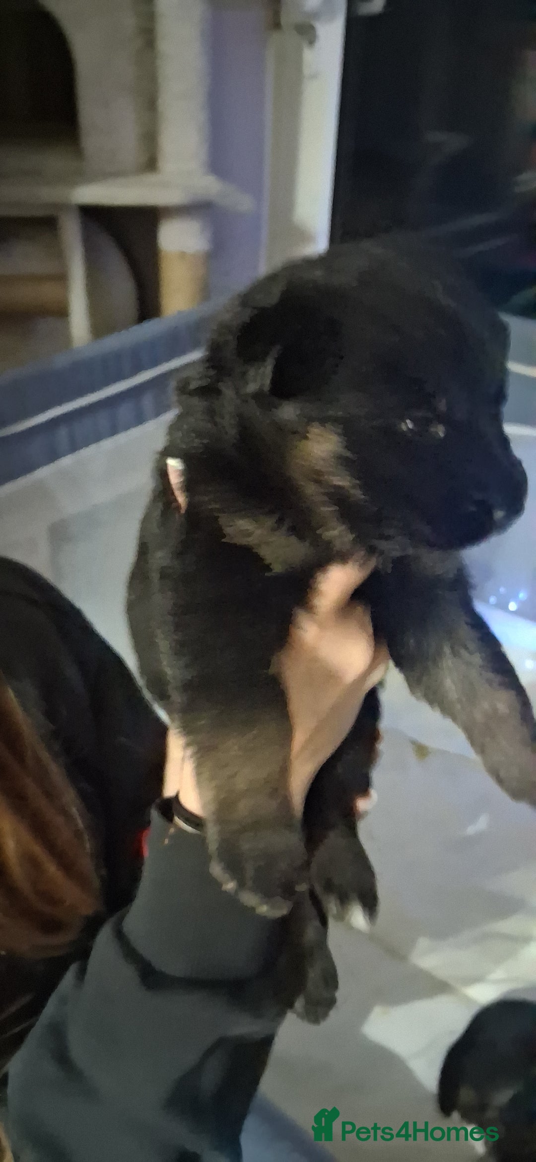 German Shepherd dogs for sale: Beautiful  German Shepherd  - Advert 5