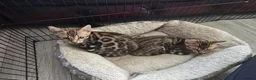 Bengal cats for sale: 2 Lovely TICA registered Bengal Kittens - Advert 1