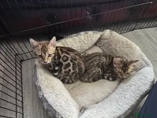Bengal cats 2 Lovely TICA registered Bengal Kittens - Advert 1