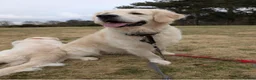Golden Retriever dogs for sale: Beautiful KC Registered Golden Retievers - Advert 3