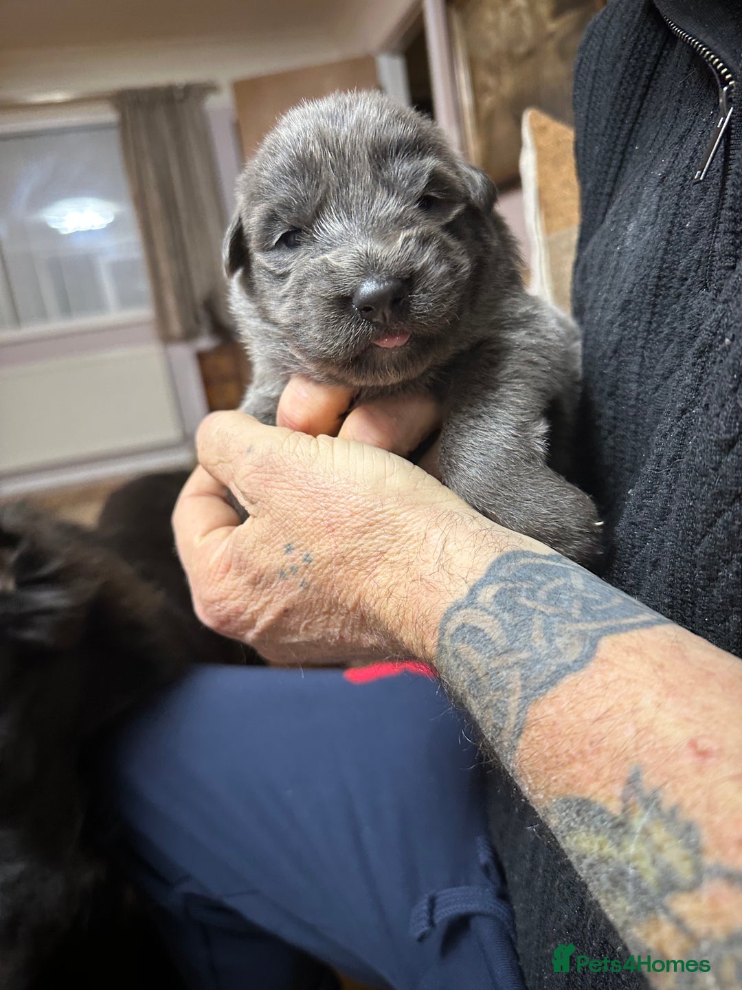 German Shepherd dogs for sale: Beautiful Blue and Black GSD puppies - Advert 5