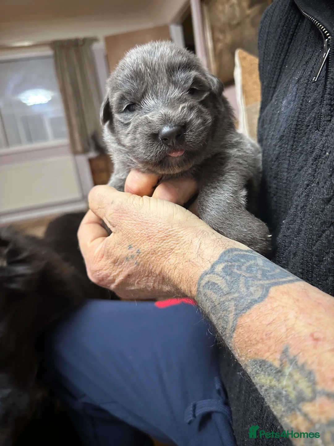 German Shepherd dogs for sale: Beautiful Blue and Black GSD puppies - Advert 5