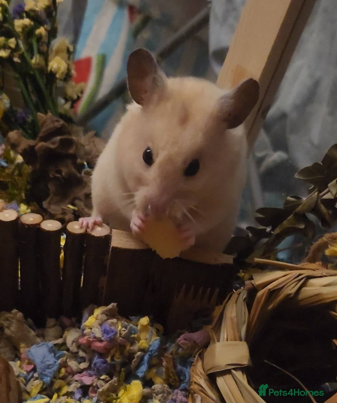 Hamster rodents for sale: Lovely Male Syrian Hamster for Sale with cage - Advert 3