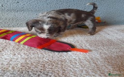 Sproodle dogs for sale: Gorgeous Sproodle Pups. - Image 19