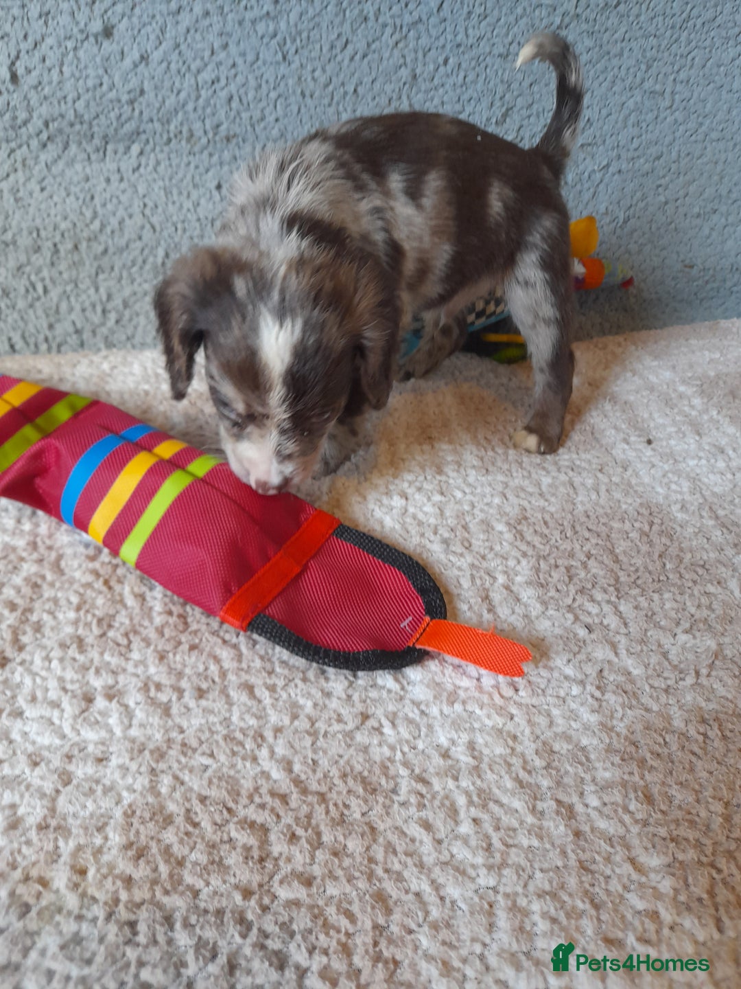 Sproodle dogs for sale: Gorgeous Sproodle Pups. - Image 19