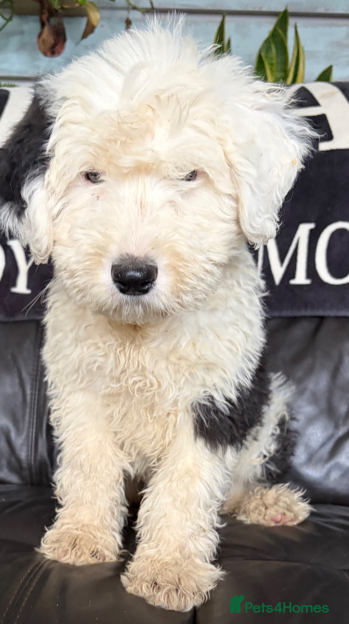 Old English Sheepdog dogs Kc Registered Old English Sheepdogs  - Advert 4