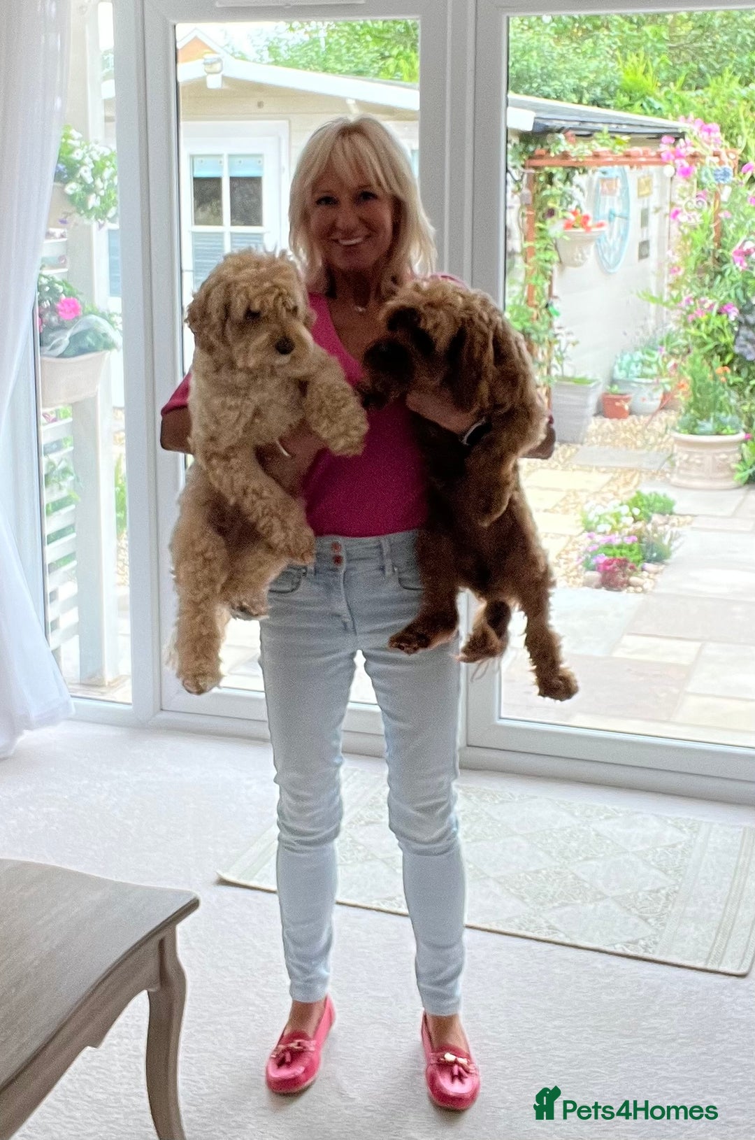 Cavapoo dogs for sale: Stunning chunky cavapoos - Advert 17