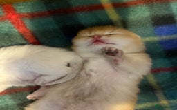 British Shorthair cats for sale: Gorgeous GCCF Ny12 + white kittens  - Image 9