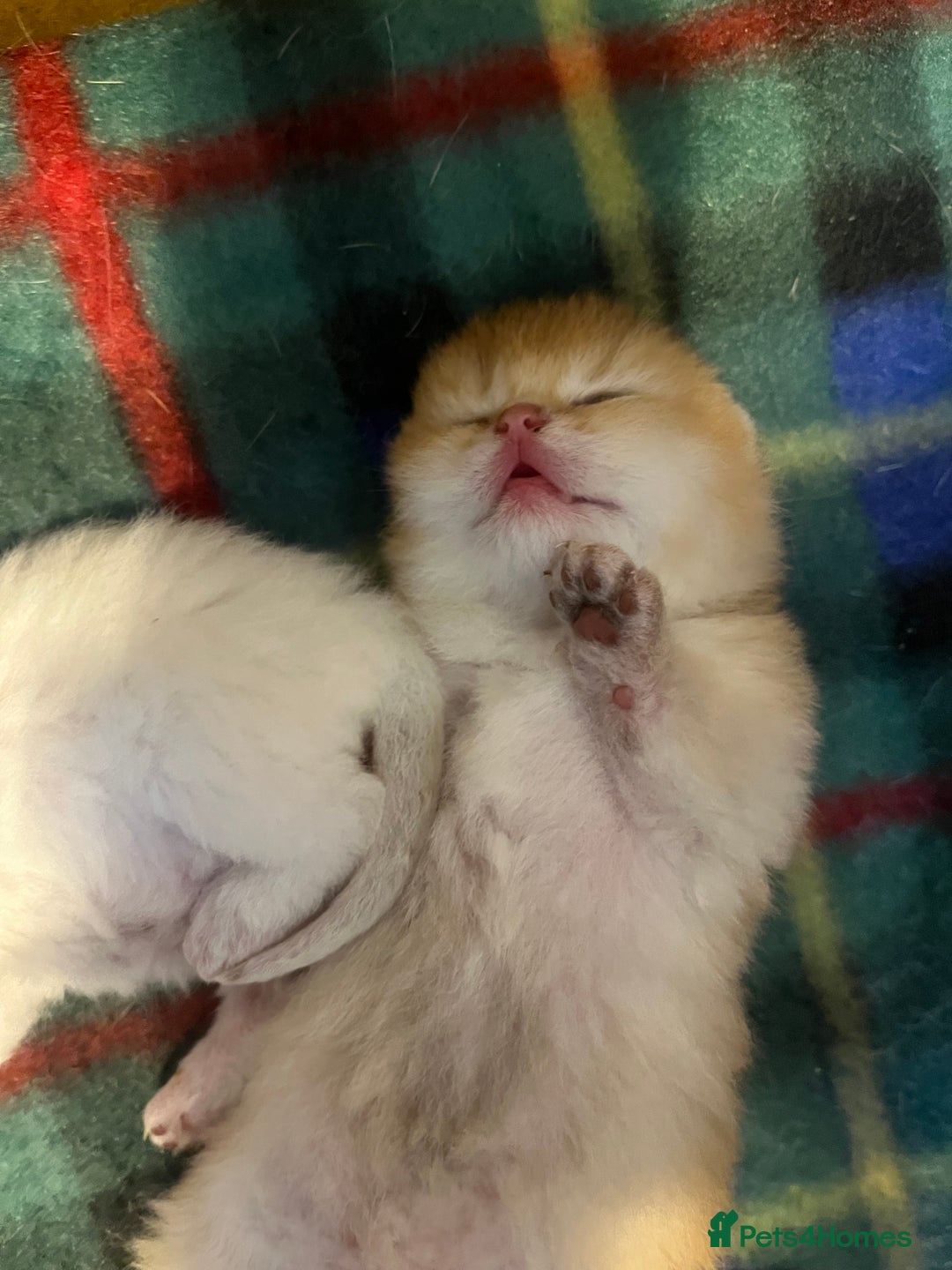 British Shorthair cats for sale: Gorgeous GCCF Ny12 + white kittens  - Image 9