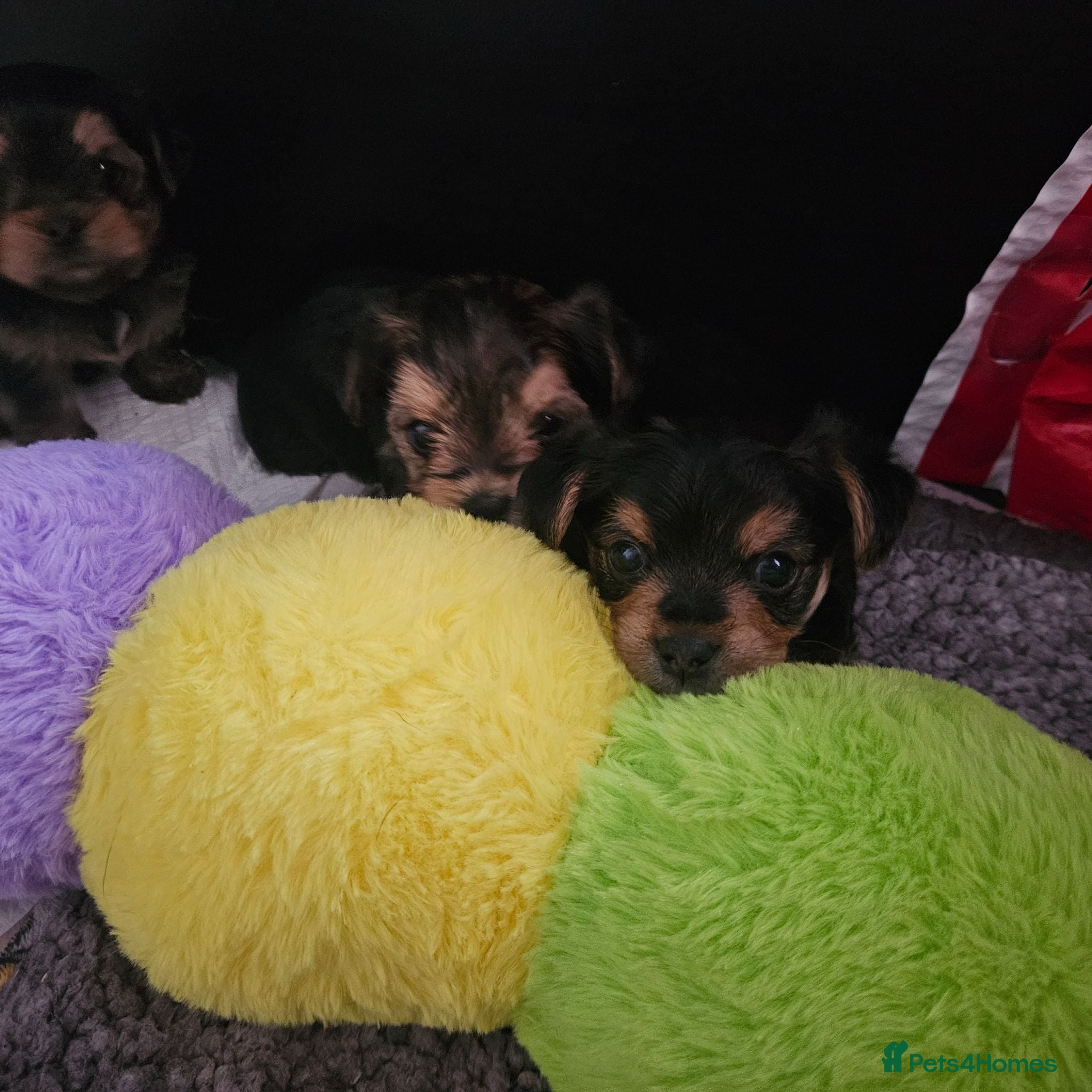Mixed Breed dogs 4 gorgeous yorkshire terrier x mini yorkie pups - Advert 15